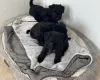 Patterdale Terrier