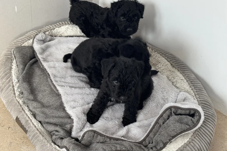 Patterdale Terrier