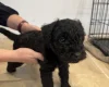 Patterdale Terrier