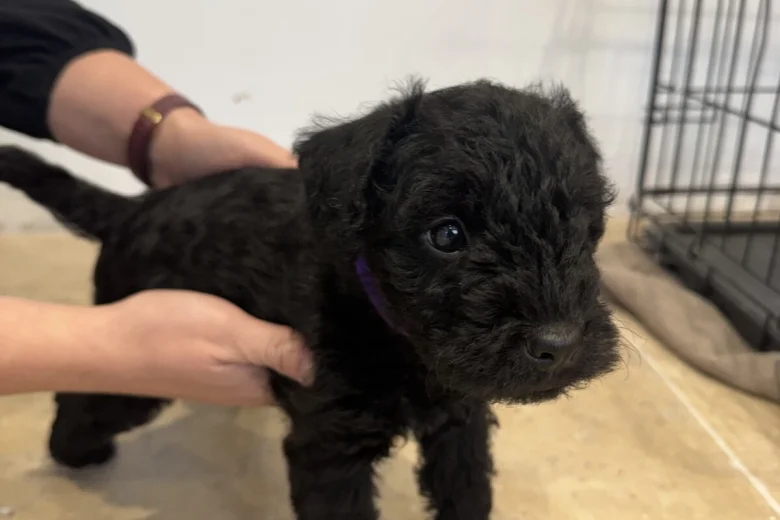 Patterdale Terrier