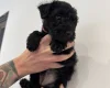 Patterdale Terrier