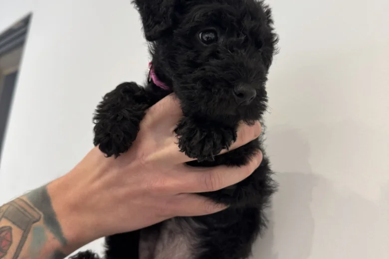 Patterdale Terrier