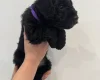 Patterdale Terrier