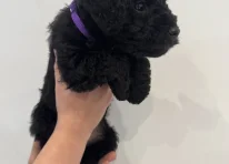 Puppy 2