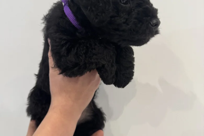 Patterdale Terrier
