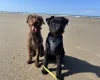 Patterdale Terrier