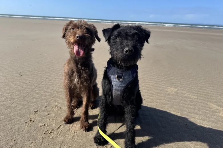 Patterdale Terrier