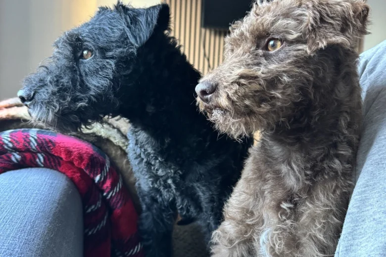Patterdale Terrier