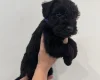 Patterdale Terrier