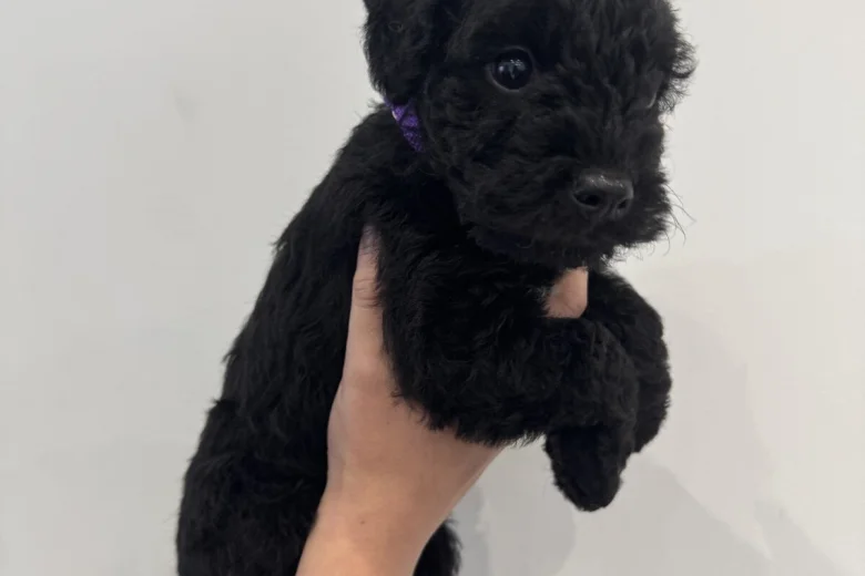 Patterdale Terrier