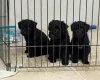 Patterdale Terrier
