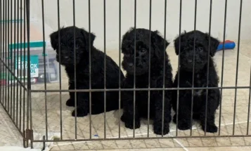 Patterdale Terrier