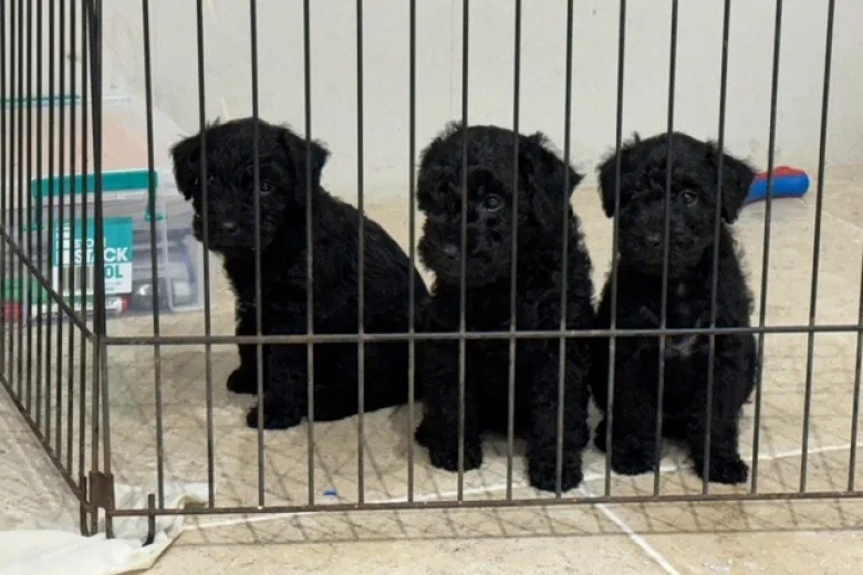 Patterdale Terrier