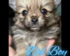 Pomchi