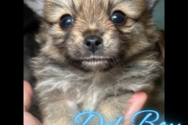 Pomchi