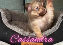 Cassandra