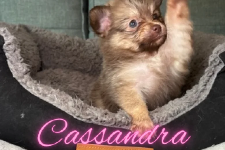 Pomchi