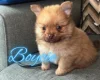Pomchi