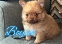 Boycie
