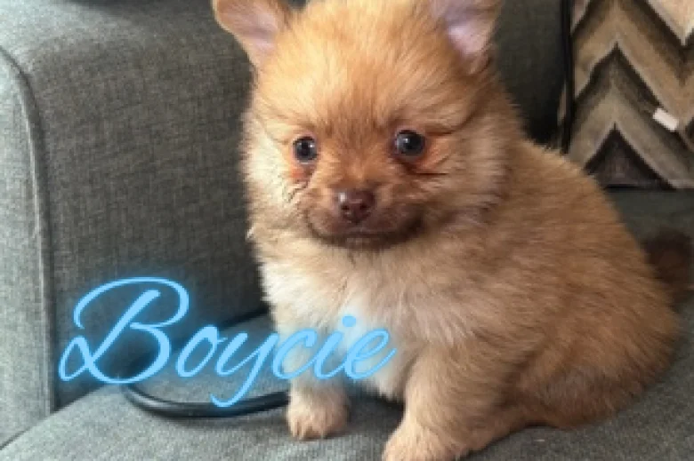Pomchi