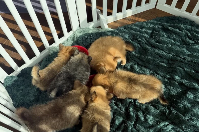 Pomchi