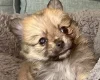 Pomchi