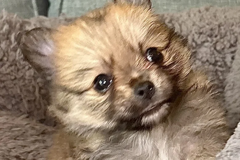 Pomchi