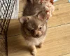 Pomchi