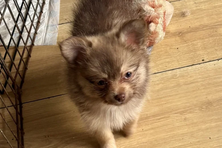 Pomchi