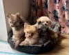 Pomchi