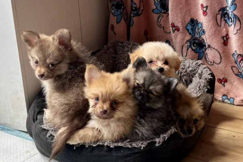 Pomchi