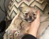 Pomchi