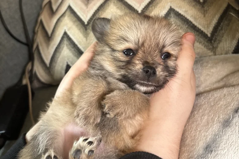 Pomchi
