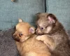 Pomchi