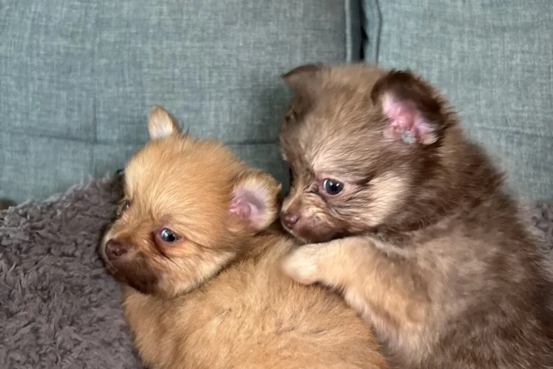 Pomchi