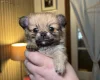 Pomchi