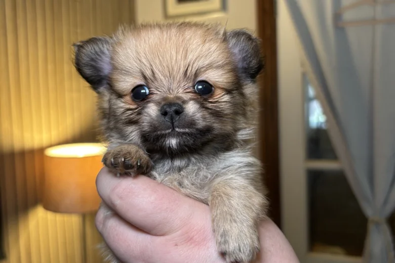 Pomchi