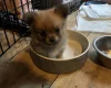 Pomchi