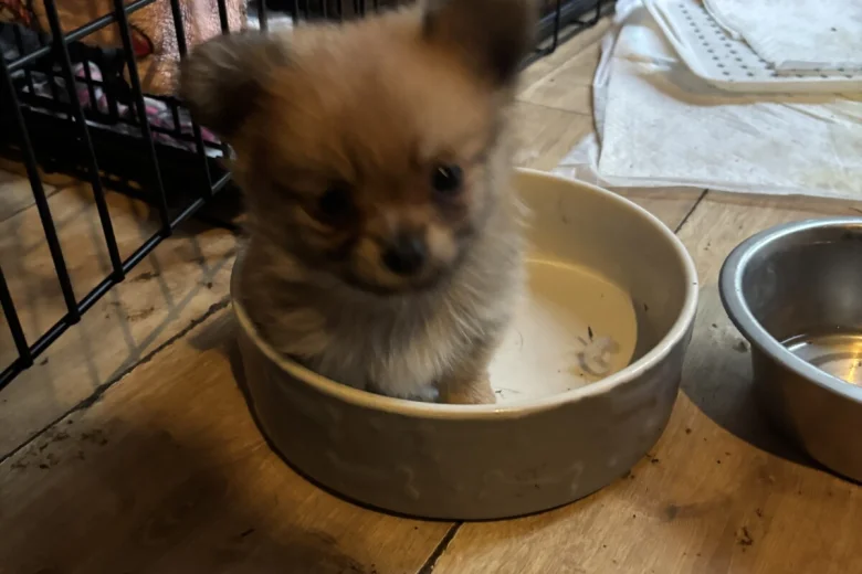 Pomchi