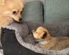 Pomchi