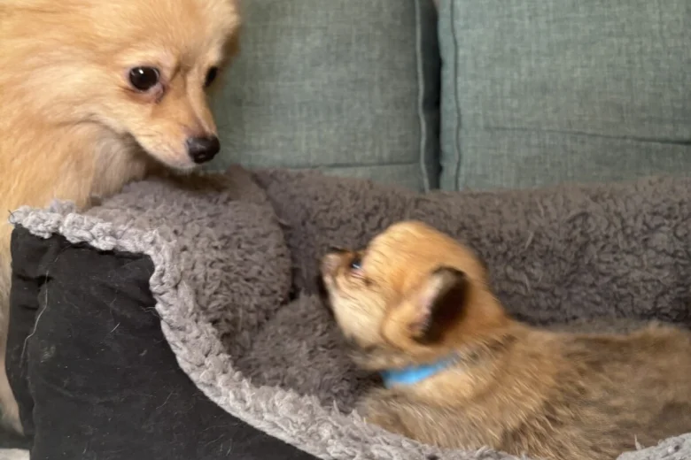 Pomchi