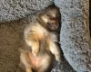 Pomchi