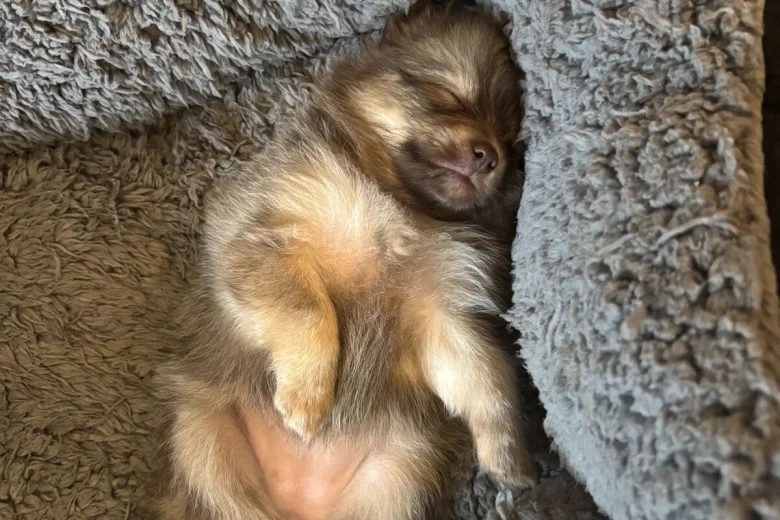 Pomchi