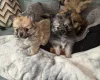 Pomchi
