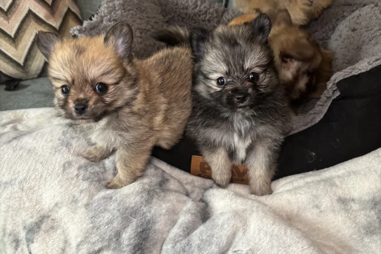 Pomchi