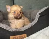 Pomchi