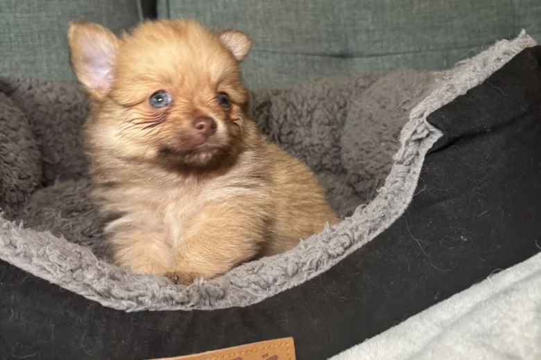 Pomchi