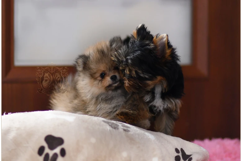 Pomeranian