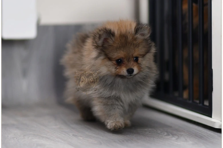 Pomeranian