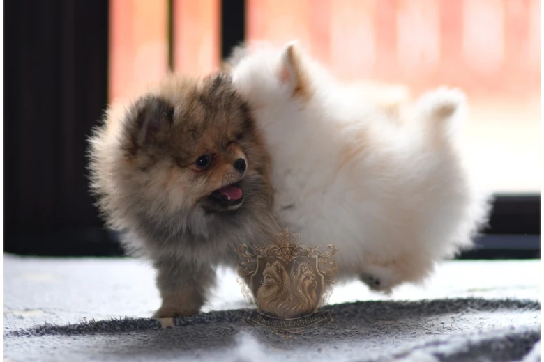Pomeranian
